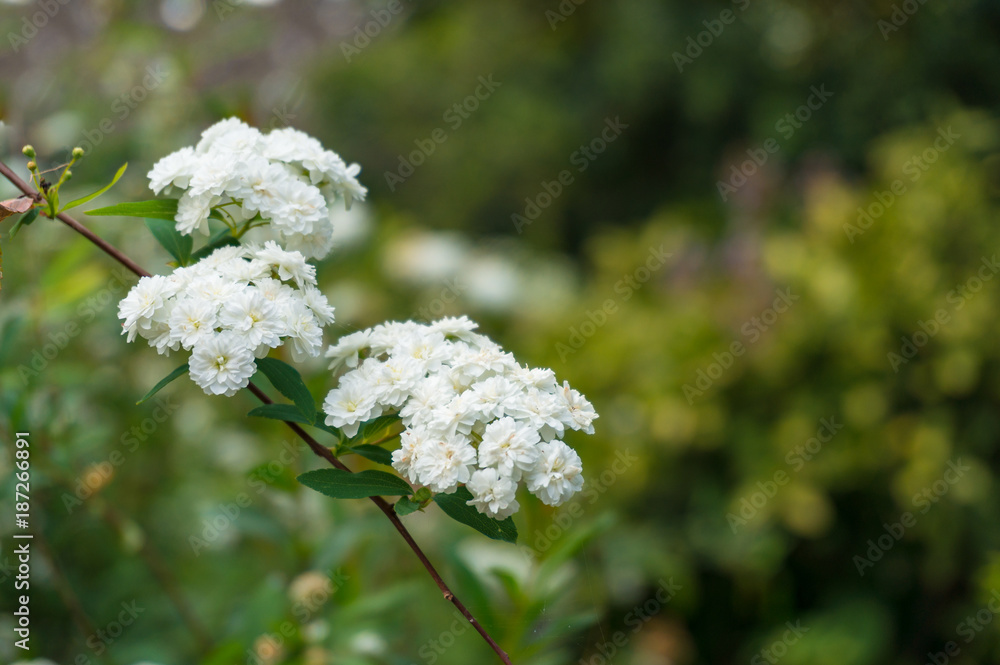 White flower close up. Selective focus, shallow DOF White flower close up. Selective focus, shallow DOF