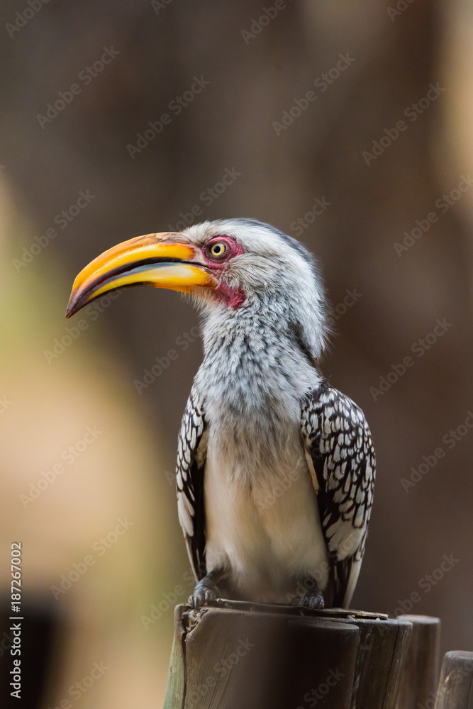 Yellow billed hornbill Yellow billed hornbill