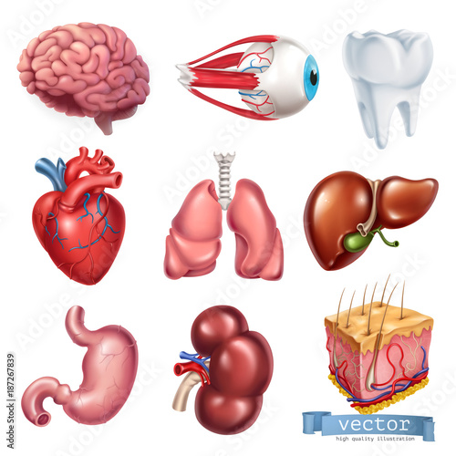 Human heart, brain, eye, tooth, lungs, liver, stomach, kidney, skin. Medicine, internal organs. 3d vector icon set