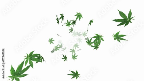 Marijuana leaf on white background - loop, 4K, alpha channel included
