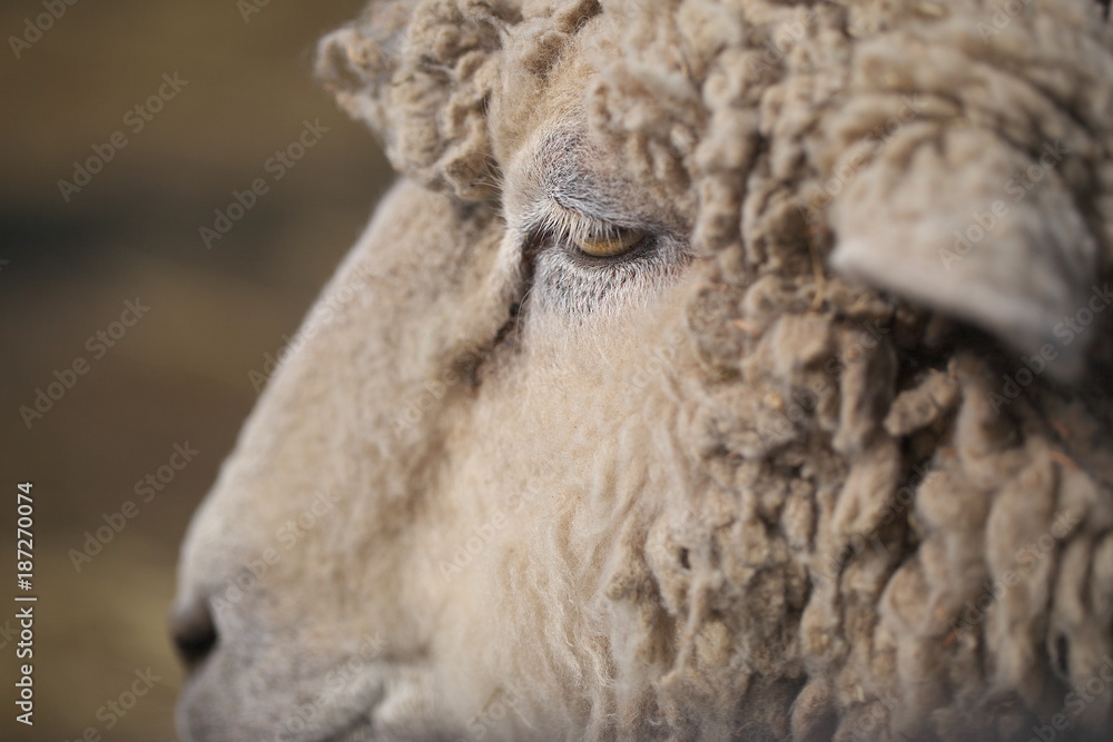昼休み中の羊の顔