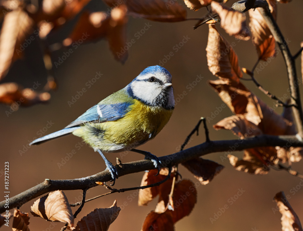 Obraz premium Eurasian blue tit