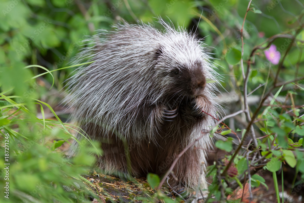 Naklejka premium Juvenile Porcupine Foraging