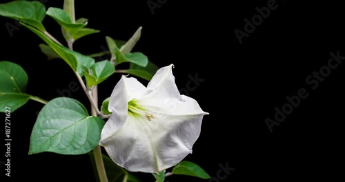 Blooming of datura flower, dope, stramonium, thorn-apple, jimsonweed. 4K timelapse video