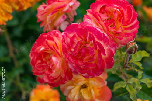 Colorful rose flowers