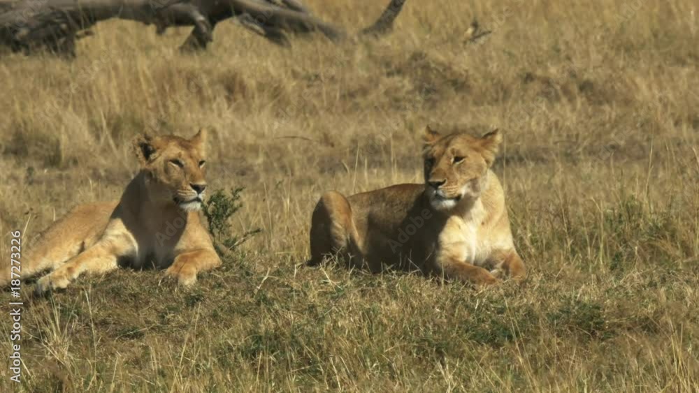 two lionesses of the marsh pride resting in masai mara national park, kenya two lionesses of the marsh pride resting in masai mara national park, kenya
