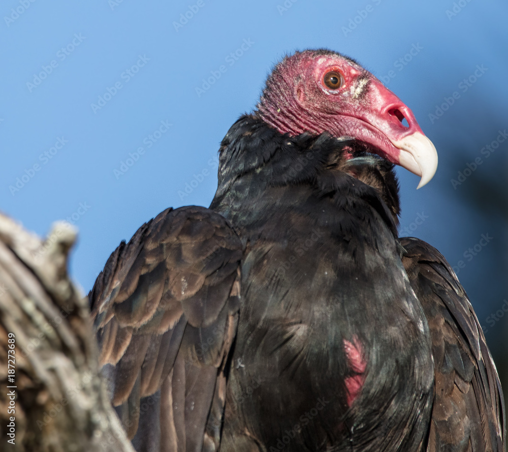 turkey vulture profile portrait
