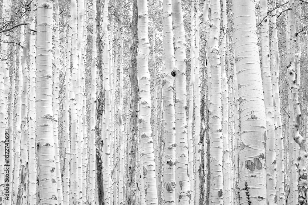 Fototapeta premium Czarno-białe osiki tworzą naturalny wzór tekstury tła w scenerii krajobrazu górskiego lasu Colorado