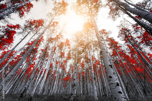 Sunlight shines through the leaves of tall red trees in a thick mountain forest