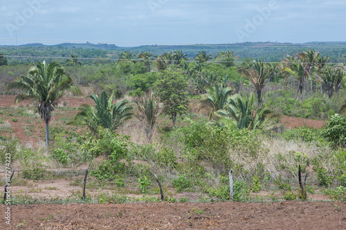 Babassu palm forest in Piaui Brazil