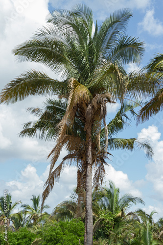 Babassu Palm in Piaui, Brazil photo