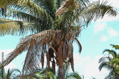 Babassu Palm in Piaui, Brazil