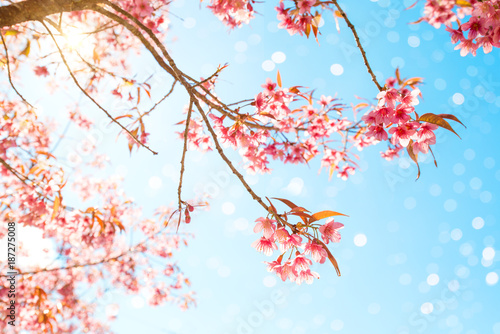 Beautiful sakura flower (cherry blossom) in spring. sakura tree flower on blue sky with blur light bokeh.