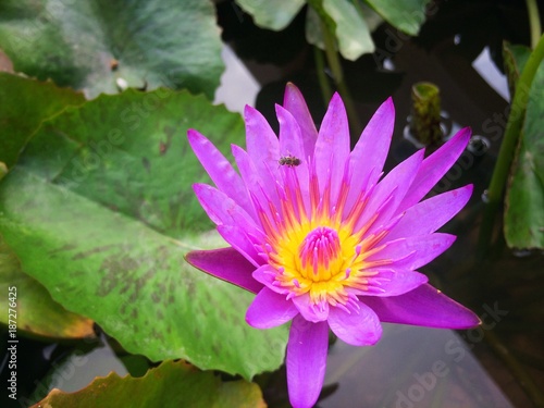 Lotus Purple flower beautiful in the peaceful pond