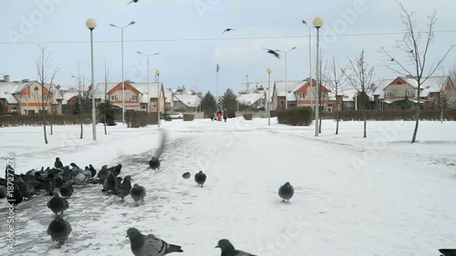 Flock of pigeons eating switchgrass in the urban park in cold winter outdoors photo