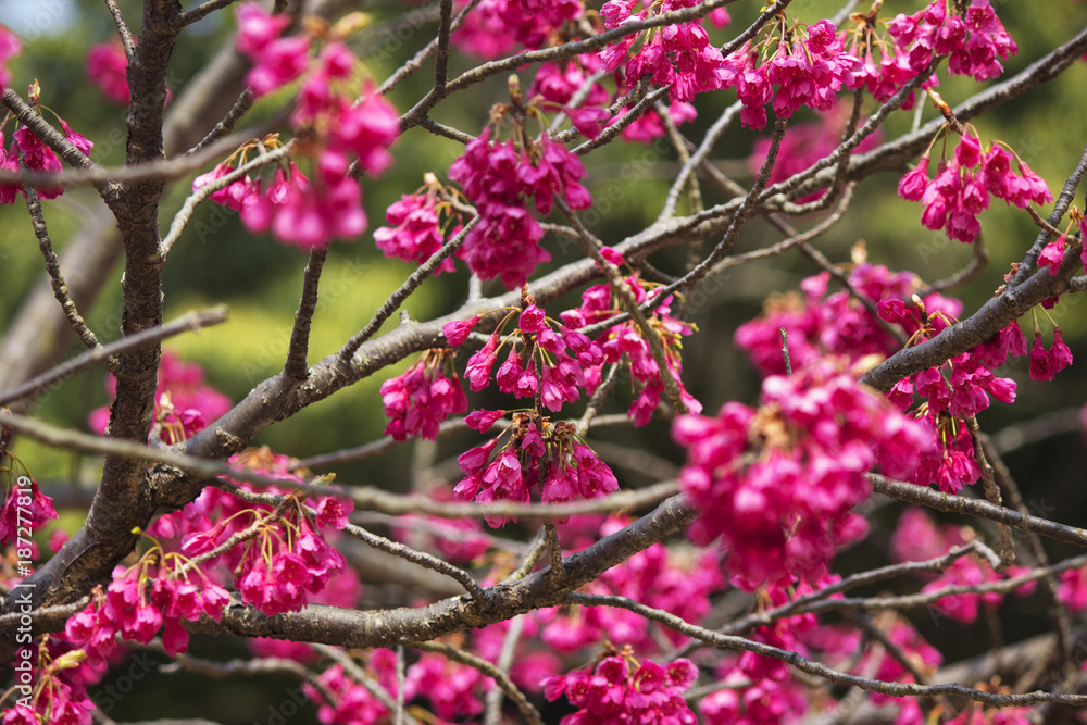 長崎公園の緋寒桜 長崎公園の緋寒桜