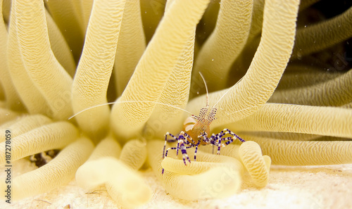 Spotter Cleaner Shrimp in Bonaire