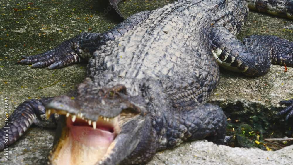 Crocodille opening mouth and showing jaws Crocodille opening mouth and showing jaws