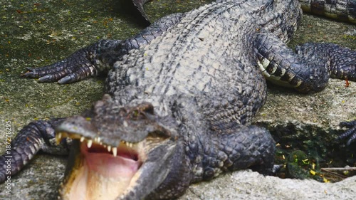 Crocodille opening mouth and showing jaws photo