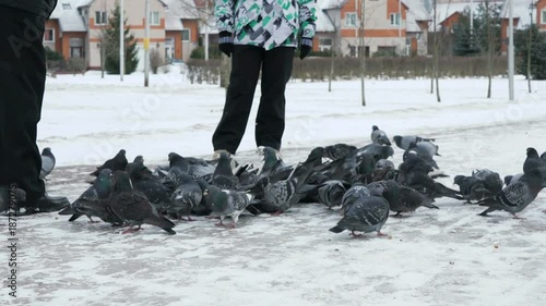 People feeding big flock of pigeons in a city park on a cold winter day photo