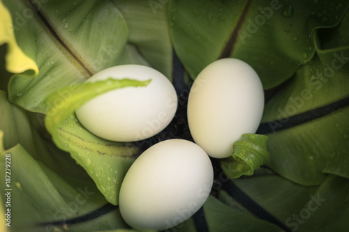 eggs placed in bird's nest fern