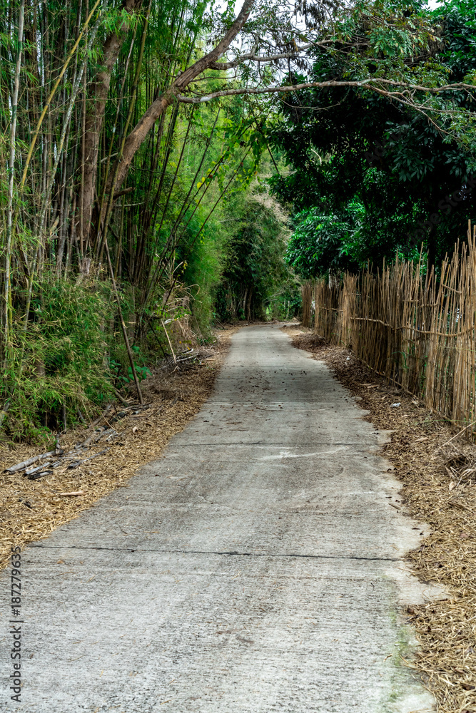 Concrete road with tropical forest Concrete road with tropical forest