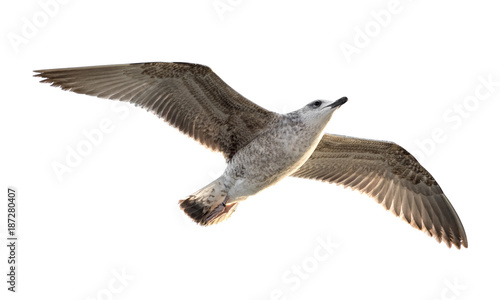 flying seagull (isolated)