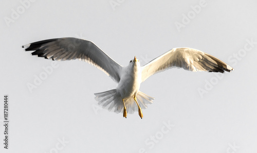 flying seagull (isolated). © resul