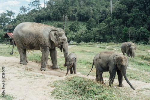 elephant family in thailand elephant mother and baby in forest Thailand