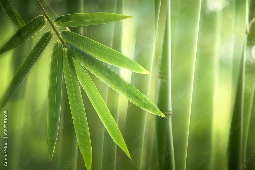 Fototapeta Bambusowy las w ranku, naturalny tło