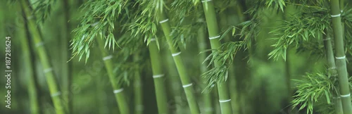Obraz Las bambusowy
