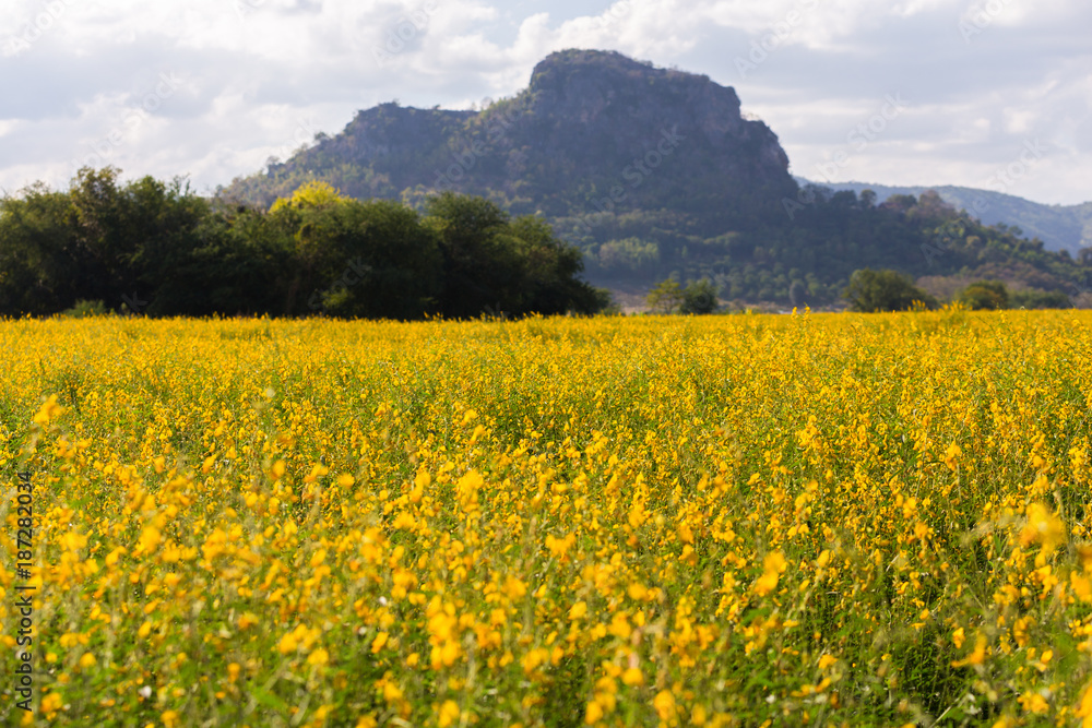 Yellow sunhemp flower fields with mountain and blue sky background in thailand