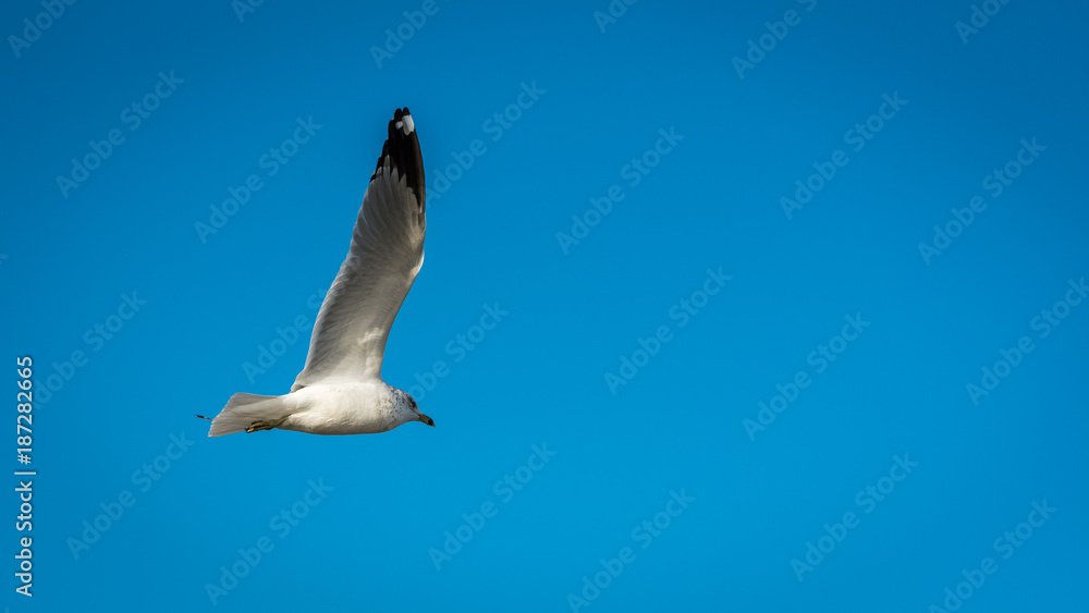 Obraz premium Seagull flying high with wings spread