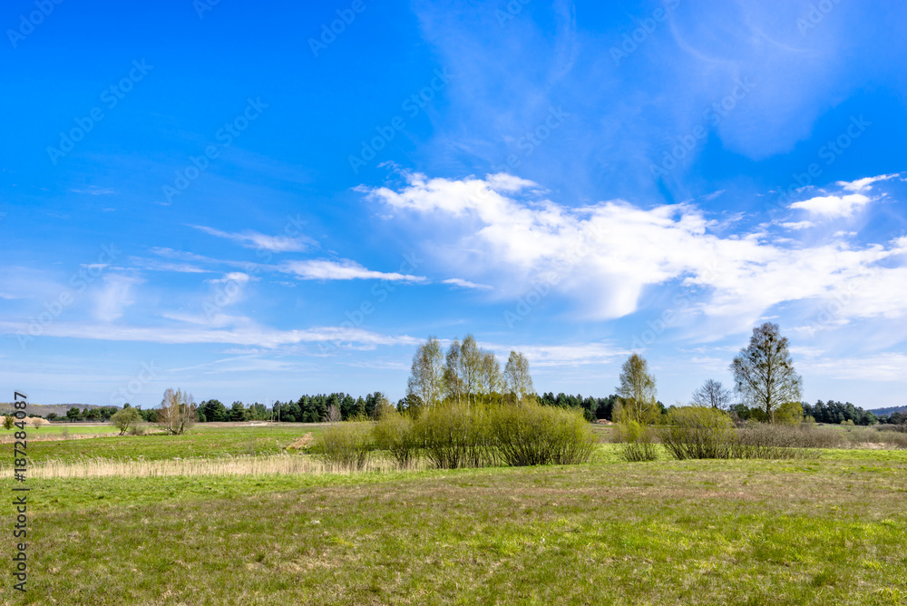 Obraz premium Grass field and blue sky, green spring landscape