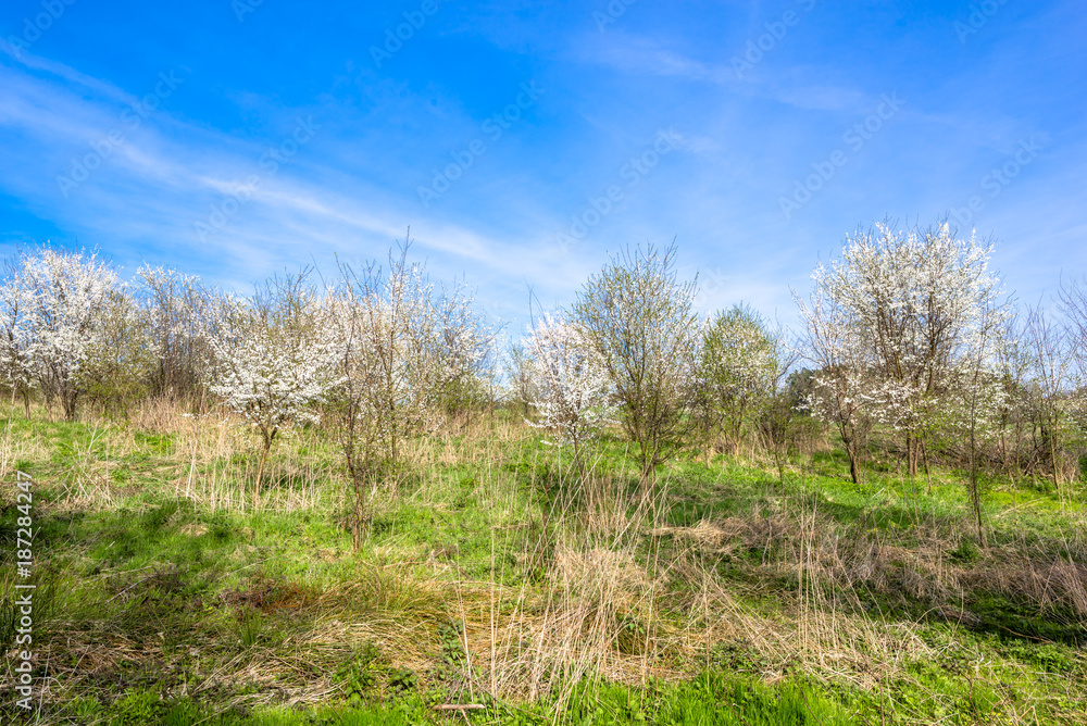 Blossoming trees, landscape of spring field and blue sky