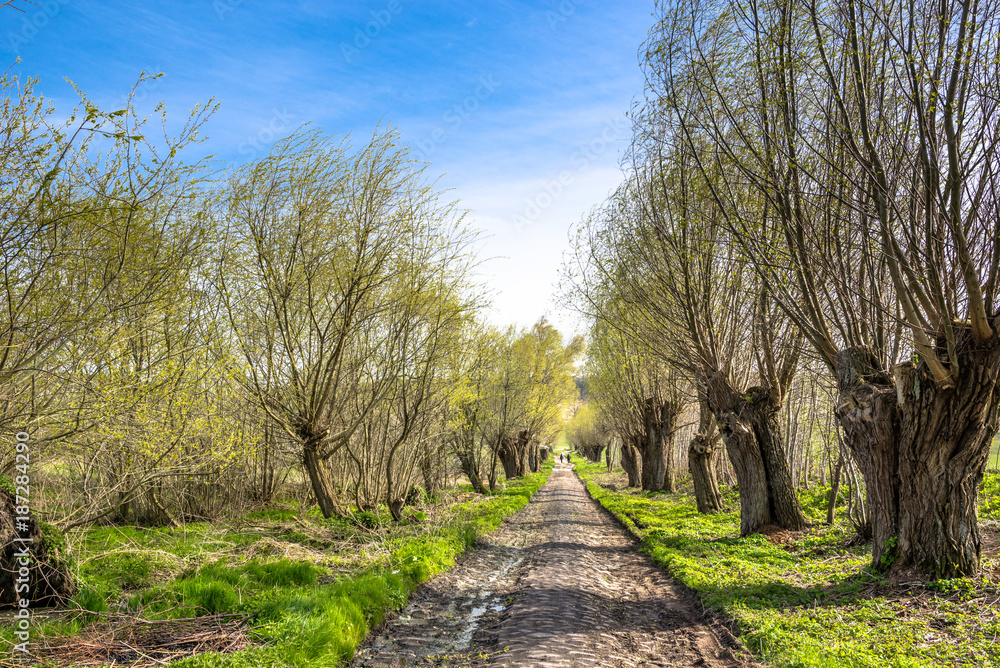 Fresh green spring landscape with tree alley or country road
