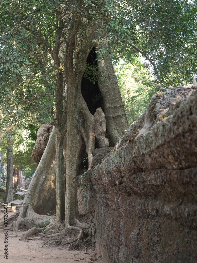Siem Reap,Cambodia-December 23, 2017: Spung tree or tetrameles nudiflora grows in Ta Prohm temple ruins in Siem Reap, Cambodia. Siem Reap,Cambodia-December 23, 2017: Spung tree or tetrameles nudiflora grows in Ta Prohm temple ruins in Siem Reap, Cambodia.