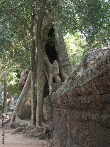 Siem Reap,Cambodia-December 23, 2017: Spung tree or tetrameles nudiflora grows in Ta Prohm temple ruins in Siem Reap, Cambodia.