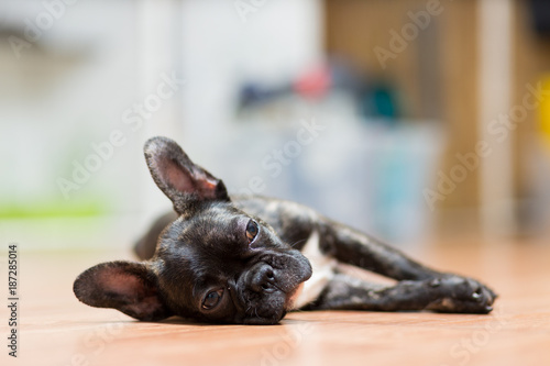 puppy of a French bulldog at the age of 4 months lies on the floor