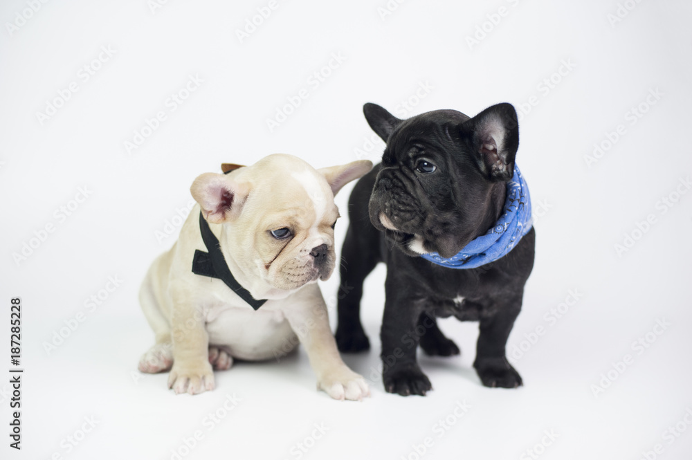 Funny french bulldog puppy isolated on white background. 