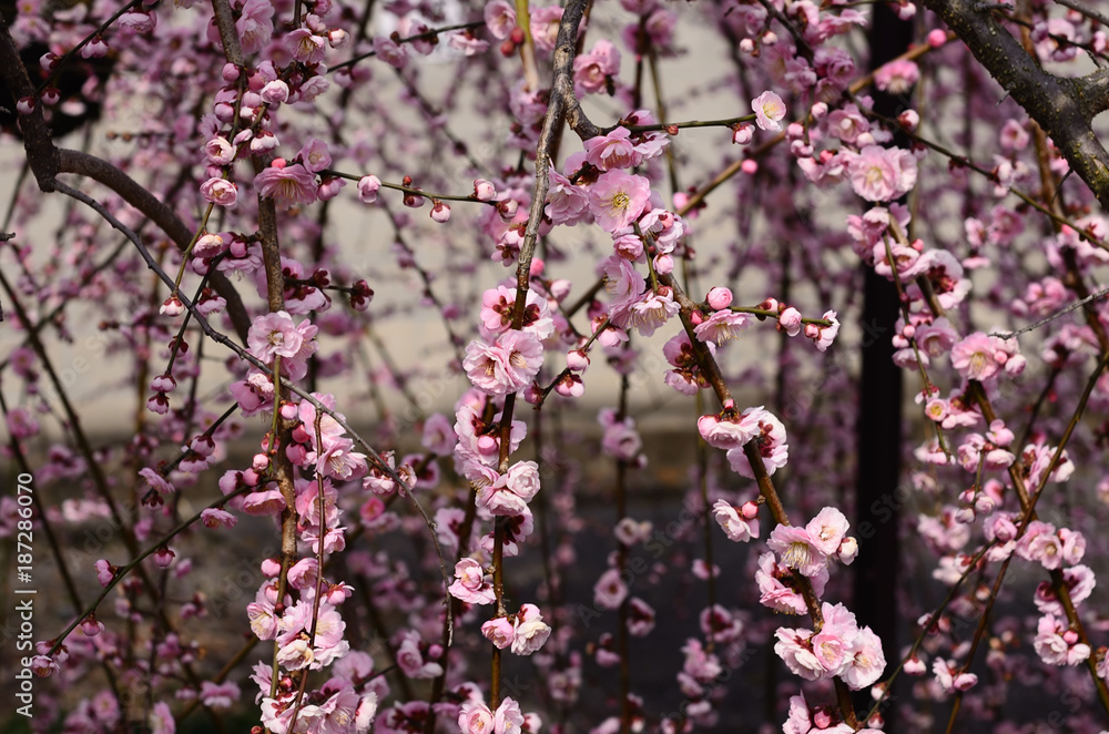 梅の花枝垂れ梅京都stock Photo Adobe Stock