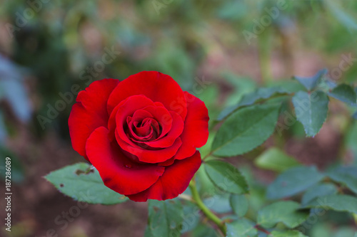 red rose in garden