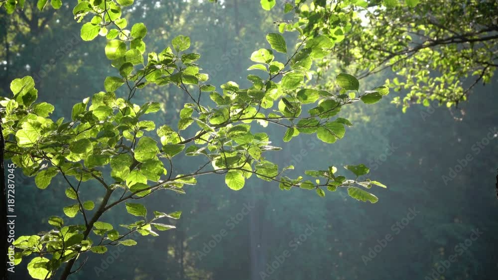Bright green leaves on a tree, lit by the sun. Sunset in the summer park Bright green leaves on a tree, lit by the sun. Sunset in the summer park
