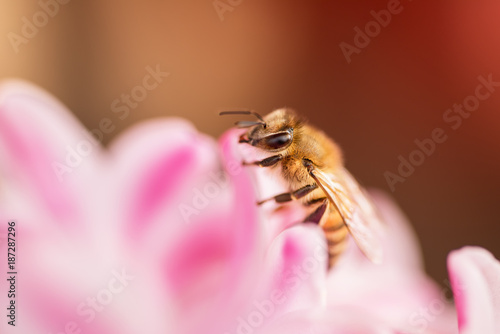 honey bee collecting nectar from a flower