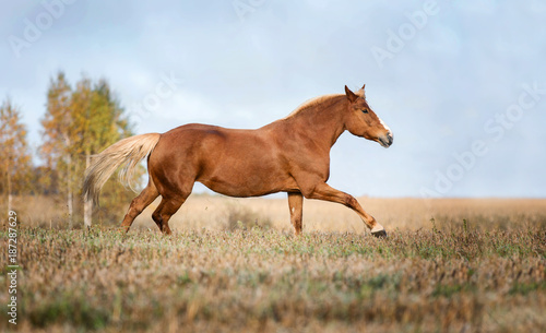 Purebred Arabian horse running free on a meadow.