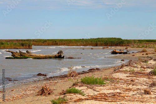 Fototapeta Naklejka Na Ścianę i Meble -  A snag in the sea. The sandy sea shore of the Black Sea overgrown with reeds (bulrush, cane)