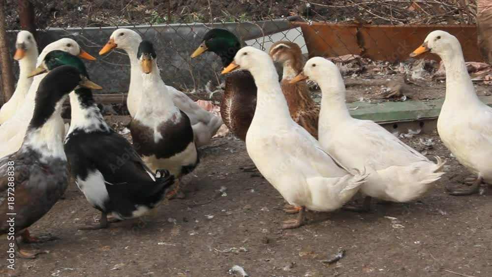 The farming of ducks for meat. A small farm The farming of ducks for meat. A small farm