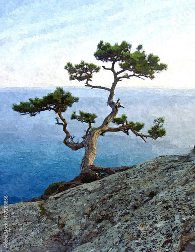 Obraz na płótnie Big green pine tree on the seaside cliff. w salonie