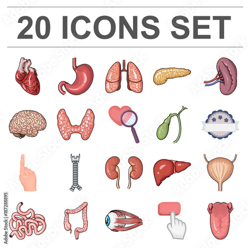 Human organs cartoon icons in set collection for design. Anatomy and internal organs vector symbol stock web illustration.