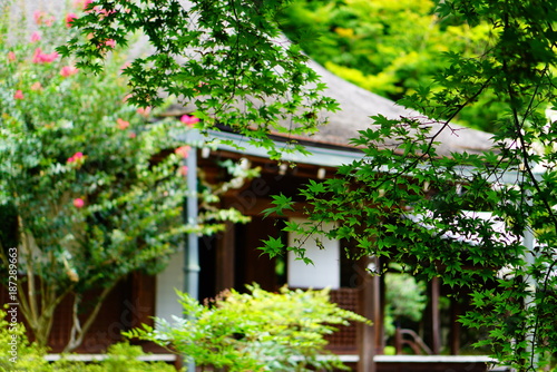 京都大原寂光院の青もみじ